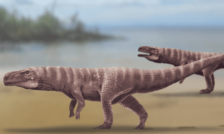 Reconstruction of Batrachopus grandis, a proposed crocodylomorph that lived over 110-million-years ago and left tracks in the Jinju Formation of South Korea.