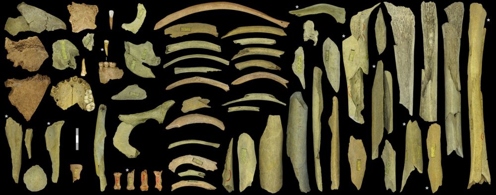 The Neanderthal bone collection discovered in Goyet, Belgium. These bones should have belonged to a minimum of 5 individuals. Credit: Royal Belgian Institute of Natural Sciences