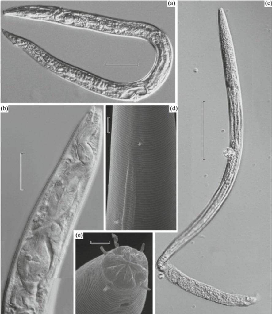 The ancient frozen worms discovered in the Siberian permafrost. Credit: A.V. Shatilovich