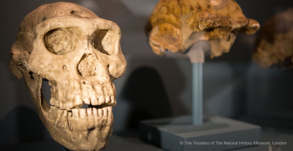 Cast of Skull 5 - the most complete Homo erectus skull discovered by archaeology. Credit: The Trustees of the National History Museum, London