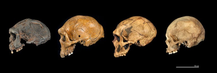 Skull comparison between Homo erectus, Homo heidelbergensis, Homo neanderthalensis and Homo sapiens, respectively from left to right. Credit: NHM