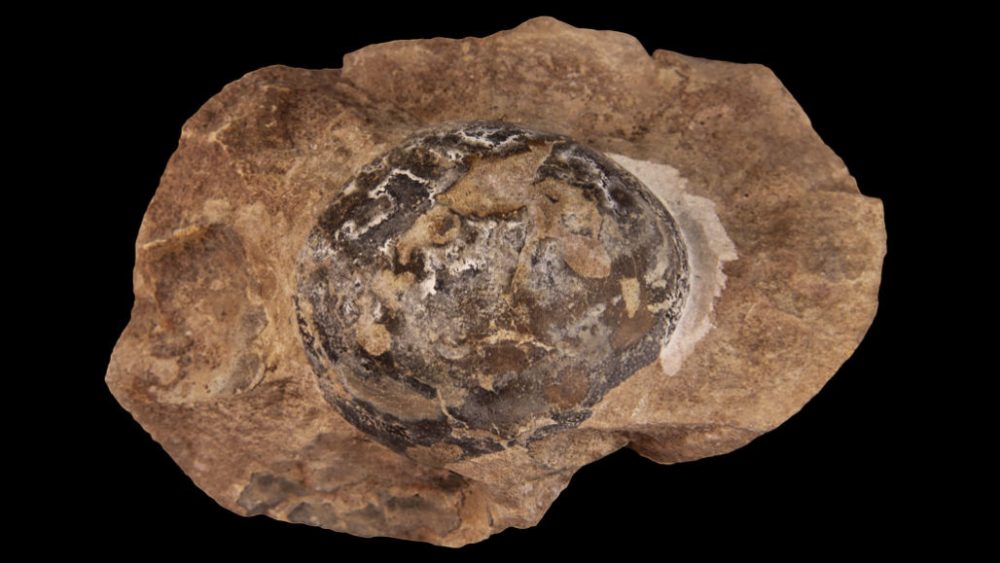 Fossil of a soft-shelled egg of a dinosaur called Mussaurus. This species lived more than 200 million years ago in South America. Credit: DIEGO POL