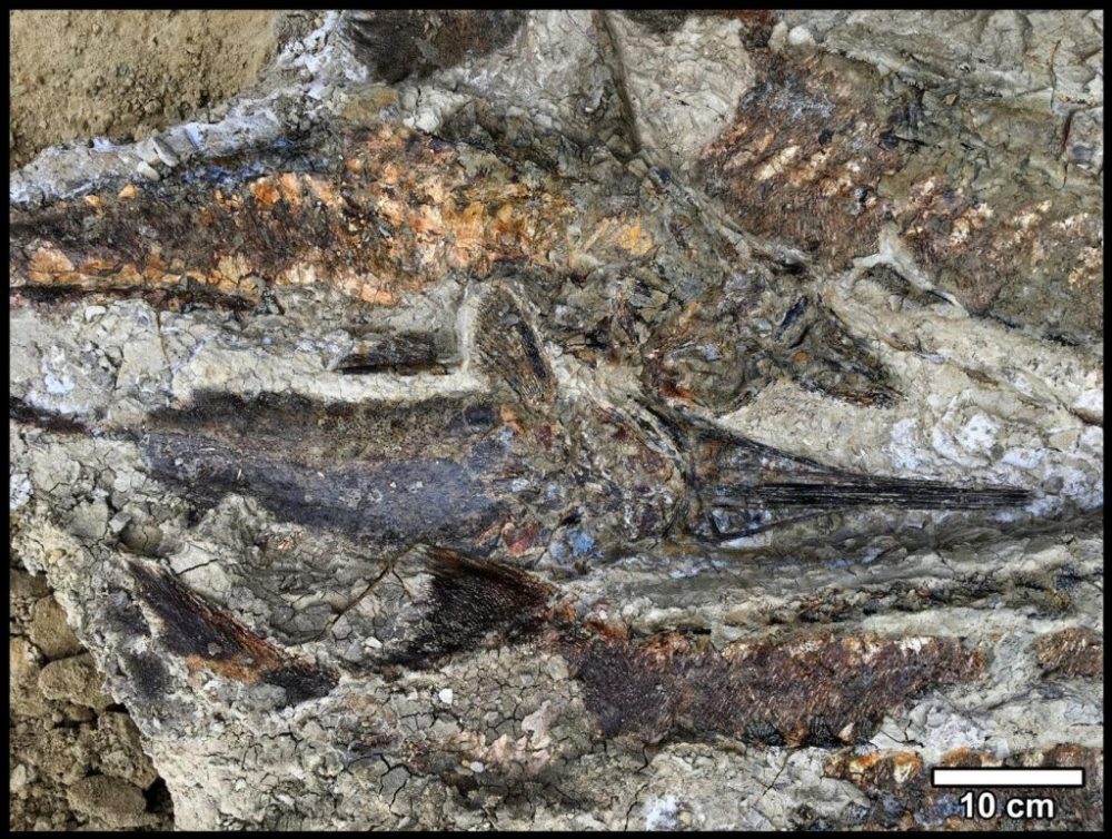 The petrified fish are stacked on top of each other. This suggests that they were washed ashore together, where they remained. This asteroid impact was deadly for most species on Earth, including dinosaurs. Credit: University of California, Berkeley