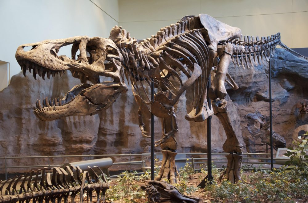 The Tyrannosaurus rex holotype specimen located in the Carnegie Museum of Natural History, Pittsburgh. This image was selected because there are major news in about this legendary dinosaur species in the following article. Credit: Wikimedia Commons