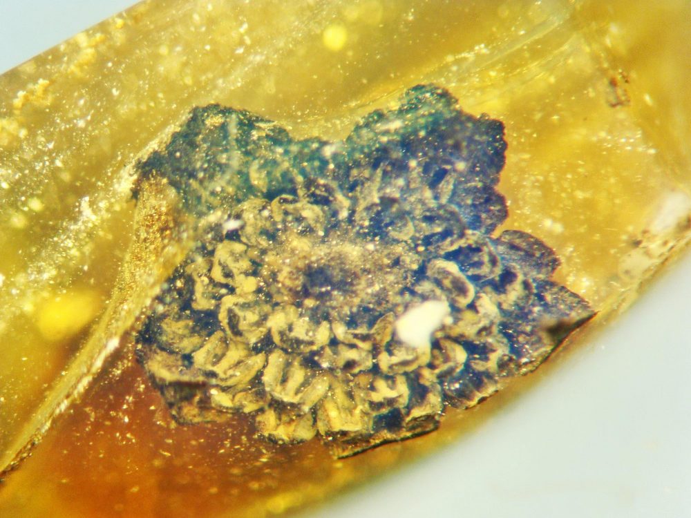 The new flower species Valviloculus pleristaminis fossilized in amber for 100 million years. Credit: George Poinar Jr., OSU