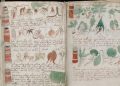 Pages from the Voynich manuscript showing a variety of plant and tree species. Many of the plants in the "book" do not resemble any of the species we have on Earth. Credit: The Atlantic