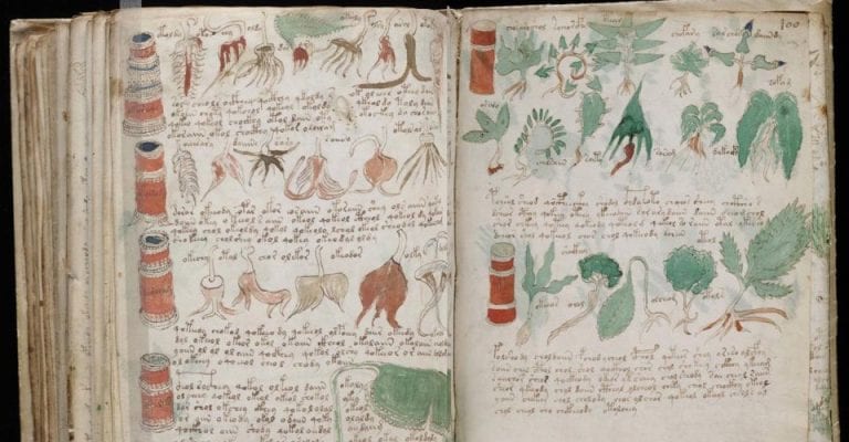 Pages from the Voynich manuscript showing a variety of plant and tree species. Many of the plants in the 