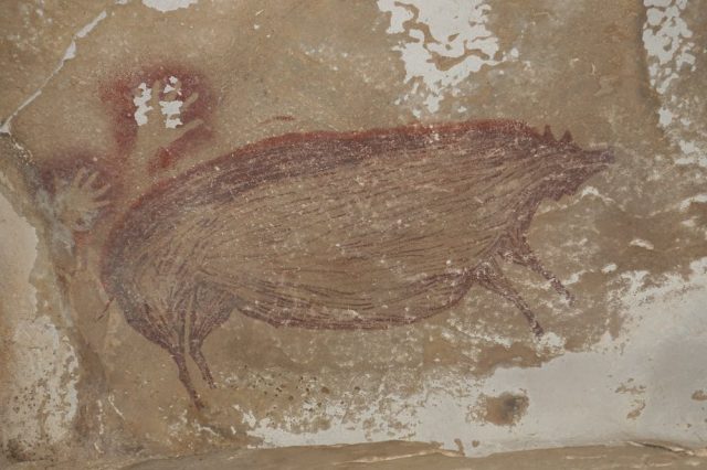 World's oldest animal cave painting of a warty pig. Credit: Maxime Aubert