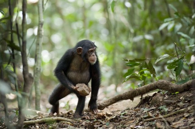 Chimpanzees from different regions constantly show new types of behavior. Credit: Mark Linfield/Walt Disney Pictures, CC BY