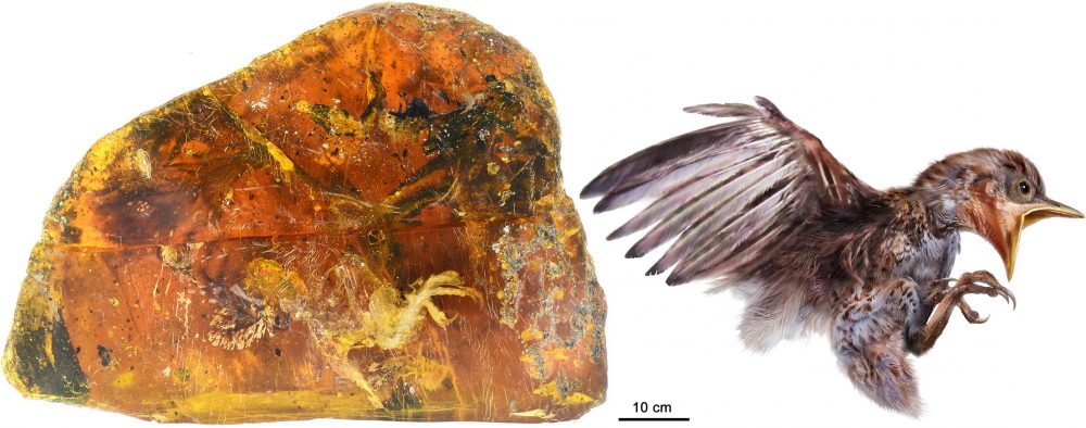 The piece of Burmese amber and a reconstruction of the bird whose remains were kept inside it. Credit: CHINESE ACADEMY OF SCIENCES
