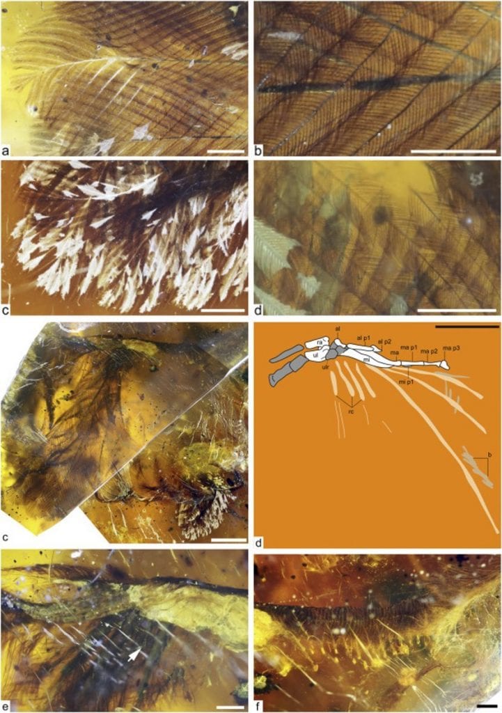 Close-up shots of the Burmese amber and the bird within. Credit: Royal Saskatchewan Museum/R.C. McKellar