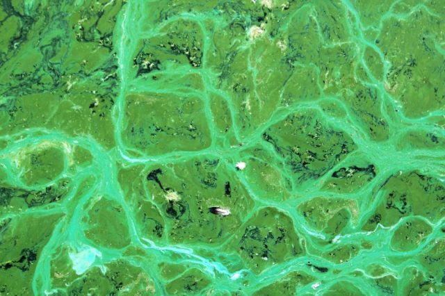 Cyanobacteria has long been studied for the possibility of creating life-support systems on Mars. Now, scientists have reached a new milestone confirming that Mars may not be as uninhabitable as possible. Credit: Pixabay