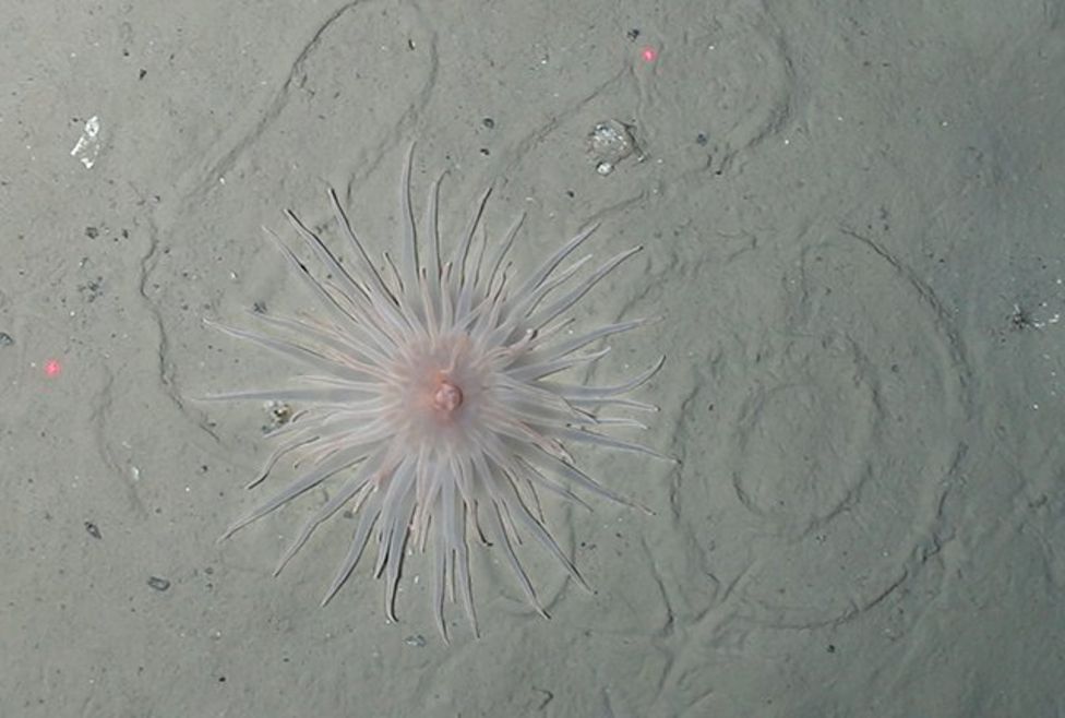 Another magnificent anemone captured by the research ship. Credit: Alfred Wegener Institute