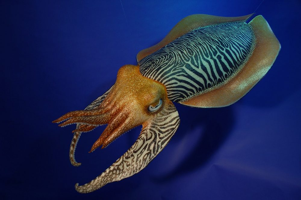 A cuttlefish from the Sepia officinalis species passed the Stanford Marshmallow Experiment which was designed for human children. Credit: Wikimedia Commons