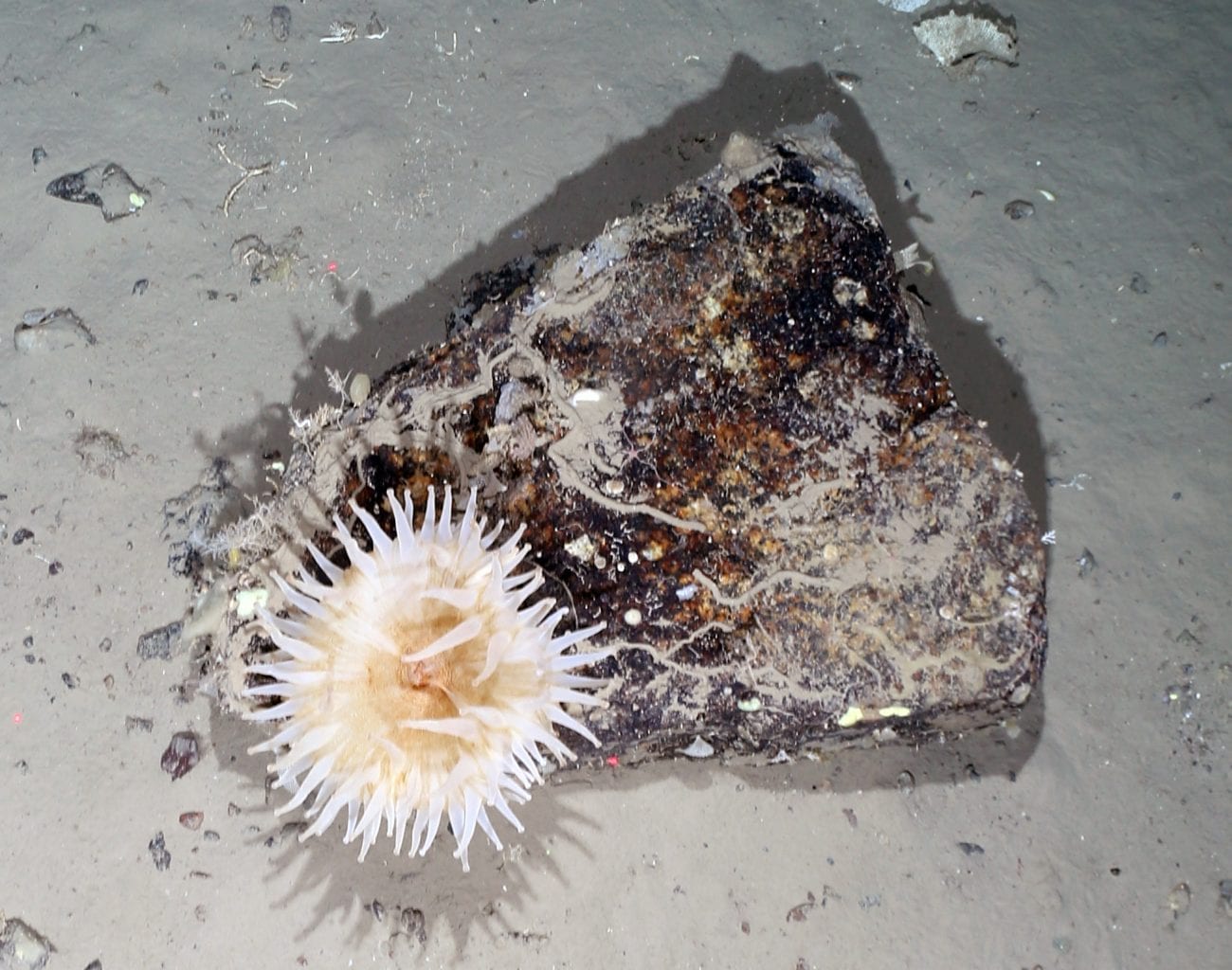 Sea anemones were among the most abundant species seen on the Antarctic Seafloor. Credit: Alfred Wegener Institute