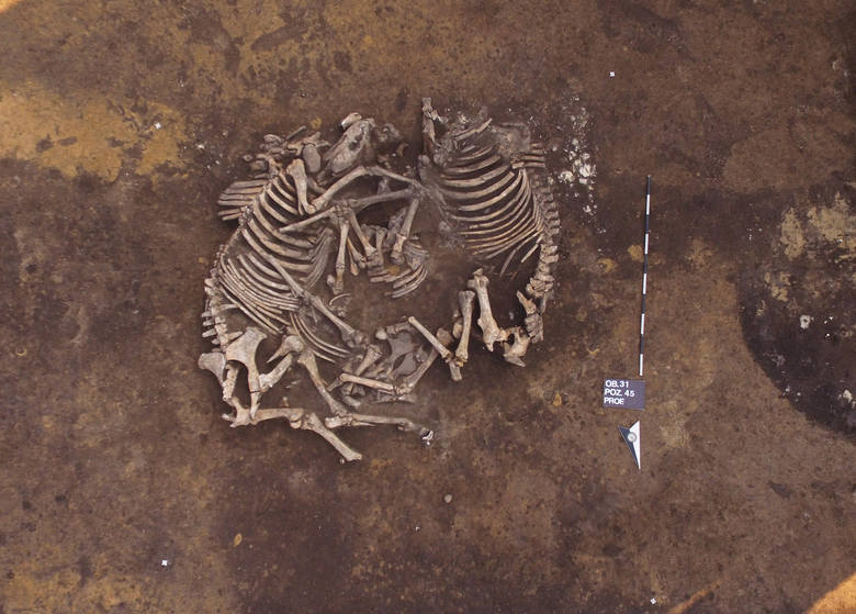 Horse burials from the Trzciniec culture. Credit: J. Bulas