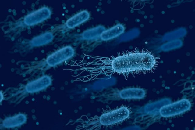 Scientists have described three new species of bacteria discovered on the ISS. Credit: Pixabay