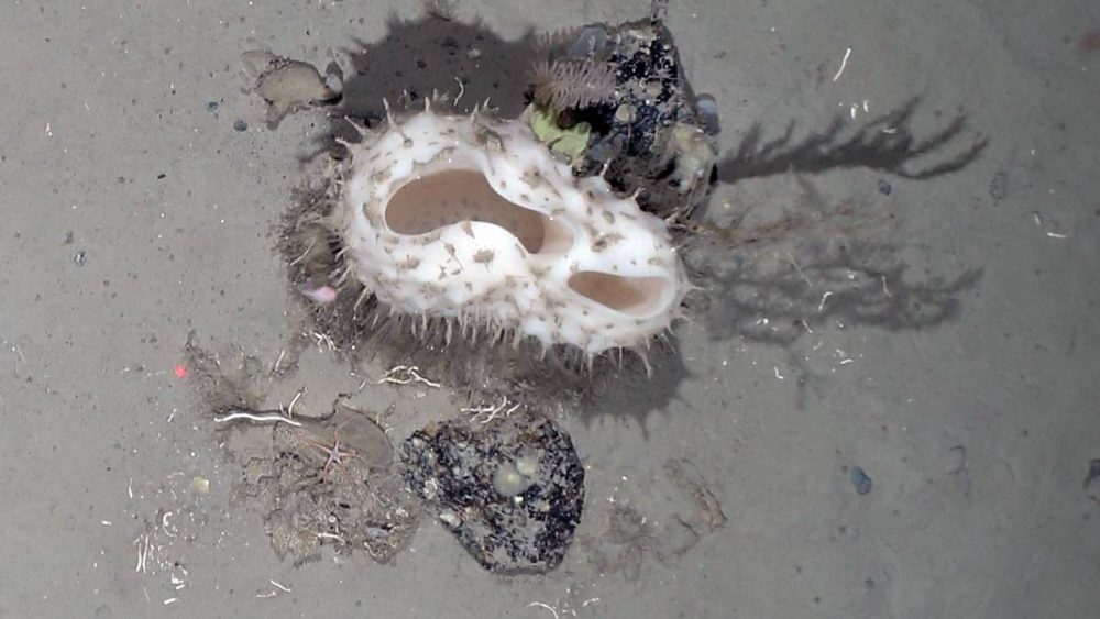 Nobody expected to find such biodiversity on the Antarctic seafloor which was covered in ice for 50 years. Credit: Alfred Wegener Institute