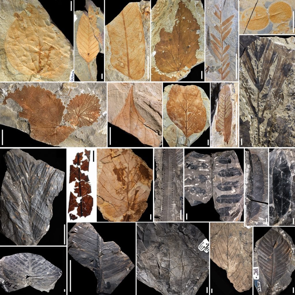 Fossils of leaves and pollen collected from several dozen locations in Columbia. Researchers found that the asteroid extinction event caused a complete change in the Amazon rainforests. Credit: Carvalho et al., Science 2021