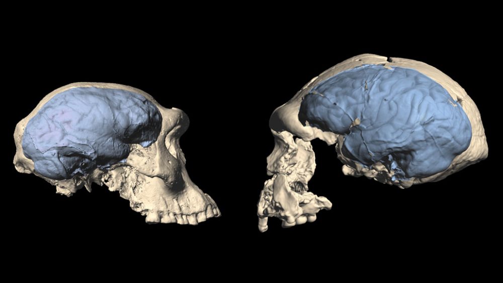 Scientists suggest that the human brain evolved much later in history than previously thought. On the left, you see the apelike brain of a specimen from the Dmanisi Hominins while on the right is the brain of an evolved human from about 1.5 million years ago. Credit: M.S. PONCE DE LEÓN AND C.P.E. ZOLLIKOFER/UNIVERSITY OF ZURICH