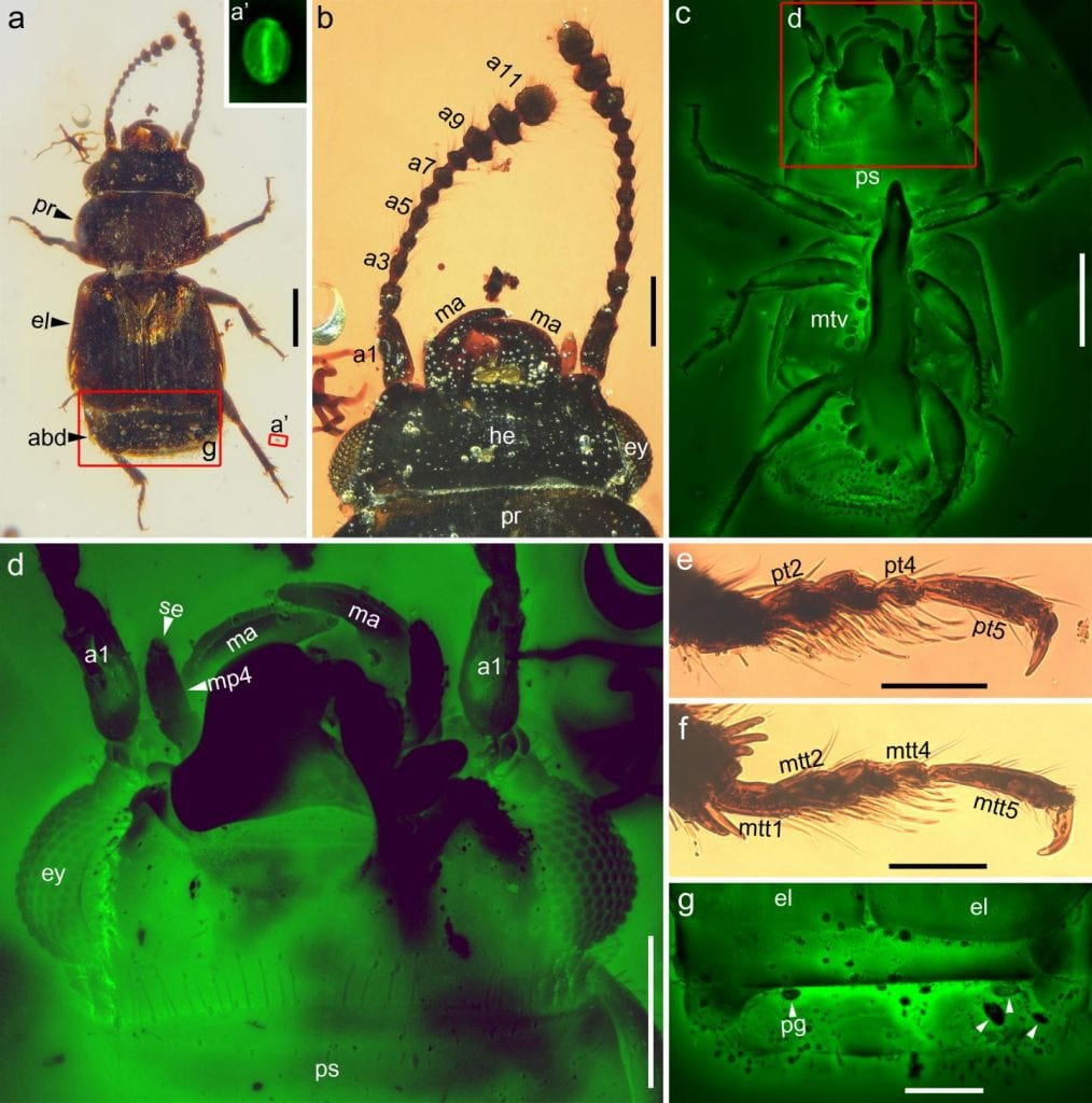 Photomicrographs of the beetle from mid-Cretaceous Burmese amber. Credit: NIGPAS