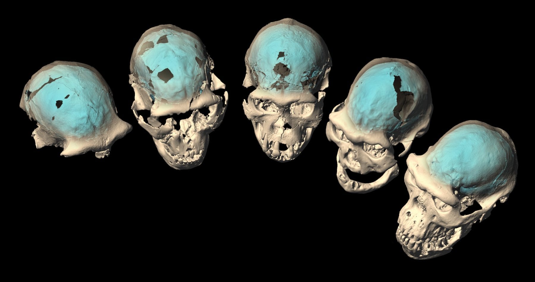 Computer tomography was used to create a virtual reconstruction of the endocasts of early Homo skulls from Dmanisi. Credit: M. Ponce de León and Ch. Zollikofer, University of Zurich