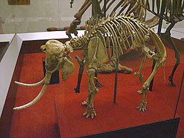 cretan dwarf mammoth