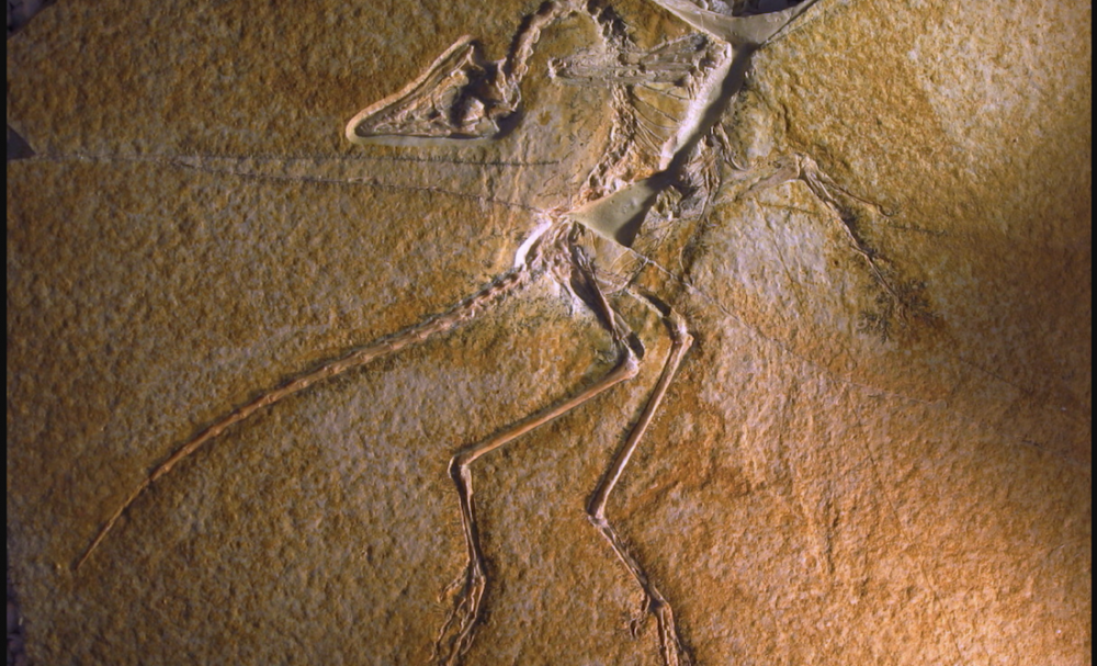 Archaeopteryx lithographica--its original fossil. Image Credit: Wikimedia Commons CC BY-SA 3.0.