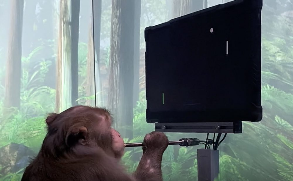Neuralink shared their latest achievement - a monkey with an implanted chip played ping-pong with the power of thought. Credit: Neuralink