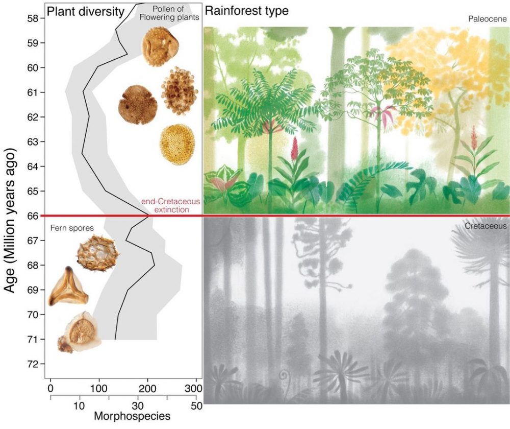This incredible graph shows the diversity of the Amazon rainforests before and after the asteroid fell. Credit: Carvalho et al., Science 2021