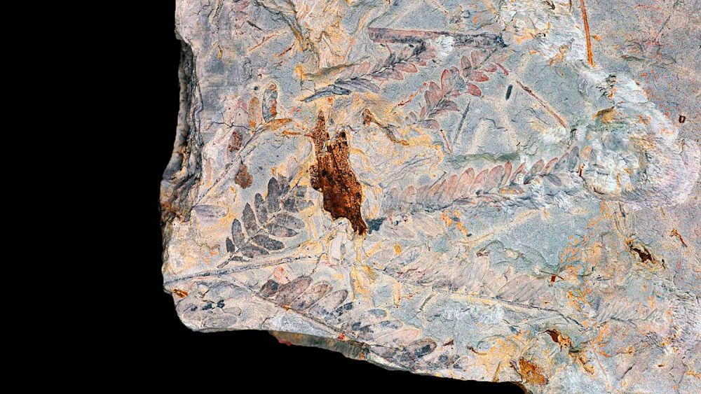 More ancient leaves from the time of the dinosaur-killing asteroid. Credit: Fabiany Herrera / Smithsonian Tropical Research Institute, Panama