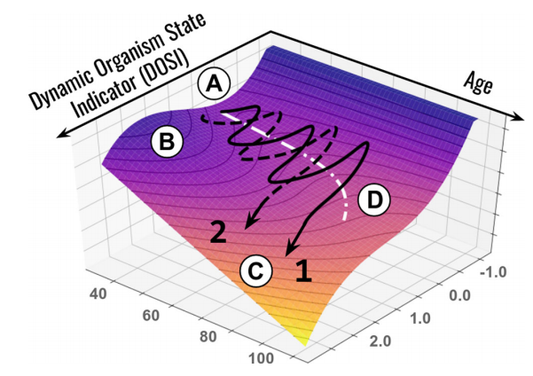 Age-related change model. A - stable state pool, B - barrier, C - unstable state pool. Black lines are life trajectories of two random people. White line (D) - barrier decline trajectory (aging). Credit: Pyrkov et al. / Nature Communications, 2021