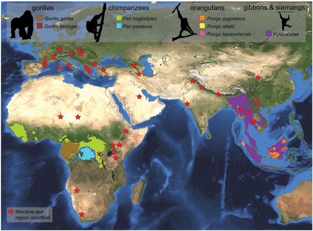 Distribution of extant and fossil ape. Credit: Sergio Almécija