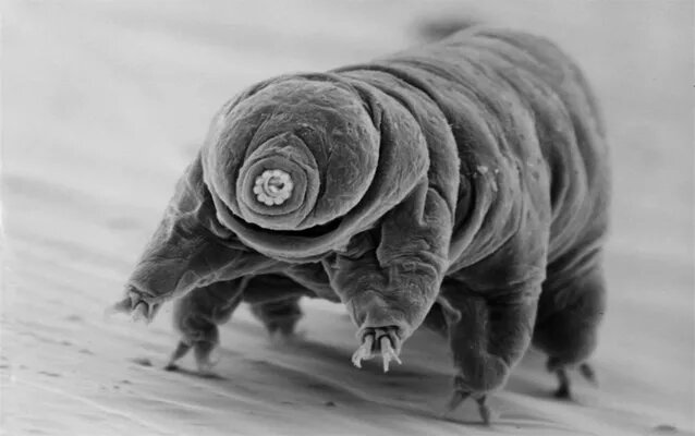3D image of a Tardigrade taken during a microscope scan. Credit: NPS/Diane Nelson