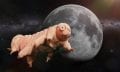 Tardigrades are specialists in survival, they can even withstand the conditions in space. Credit: Shutterstock
