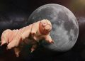 Tardigrades are specialists in survival, they can even withstand the conditions in space. Credit: Shutterstock