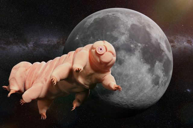 Tardigrades are specialists in survival, they can even withstand the conditions in space. Credit: Shutterstock