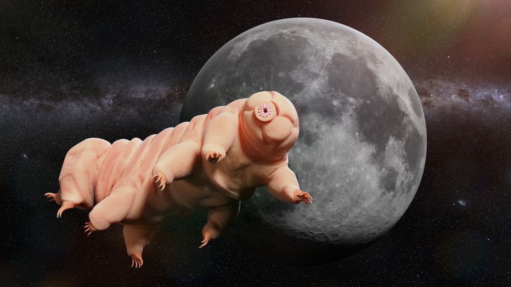 Tardigrades are specialists in survival, they can even withstand the conditions in space. Credit: Shutterstock
