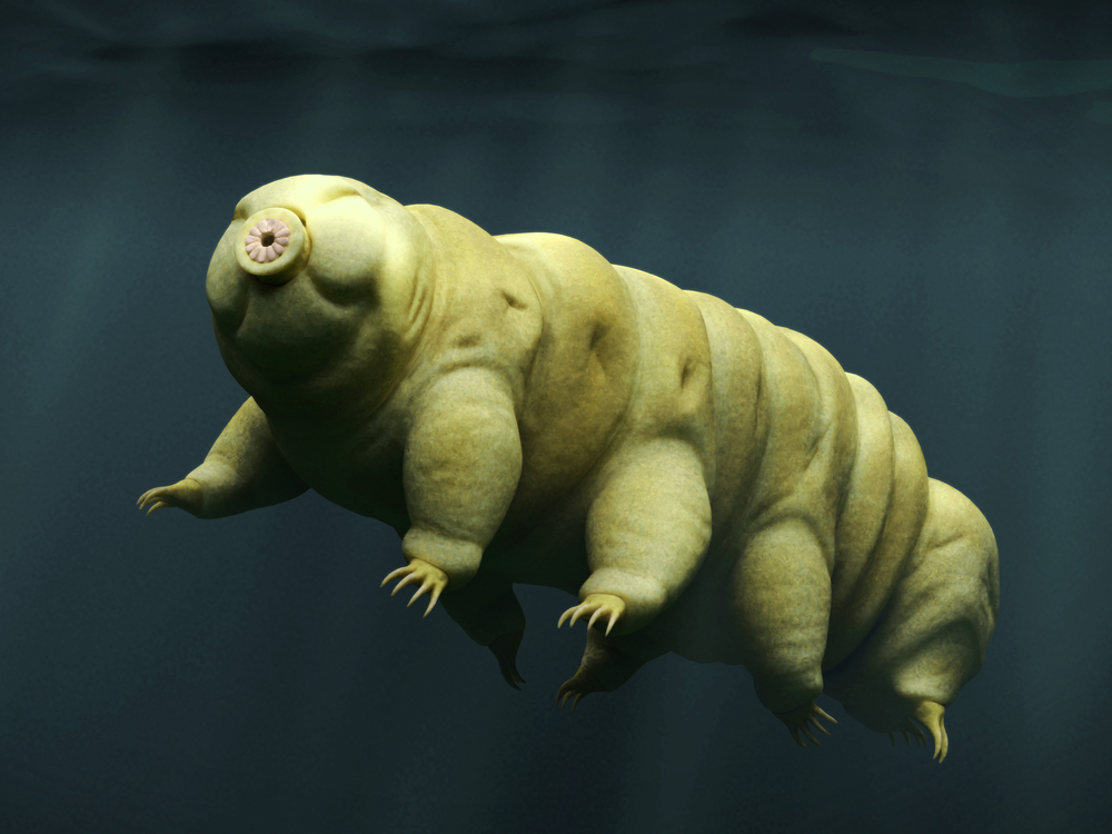 Scientists revealed the results of a curious experiment with tardigrades. Credit: Shutterstock