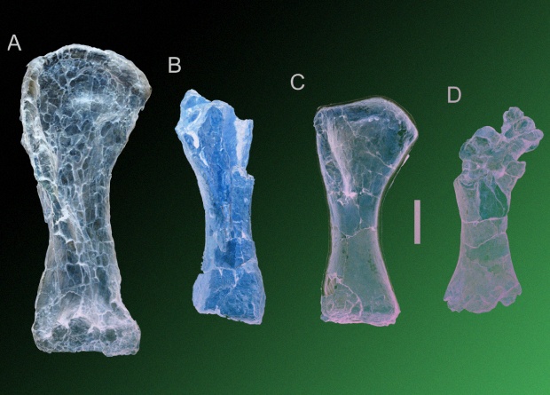 Comparison of the size of the humerus. A - new species Australotitan cooperensis , B - Wintonotitan wattsi , C - Diamantinasaurus matildae , D - Savannasaurus elliottorum. Credit: Hocknull et al. / PeerJ, 2021