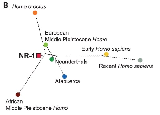 Phylogenetic tree. Fossils from the Nesher Ramla site are designated NR-1. Credit: Israel Hershkovitz et al. / Science, 2021