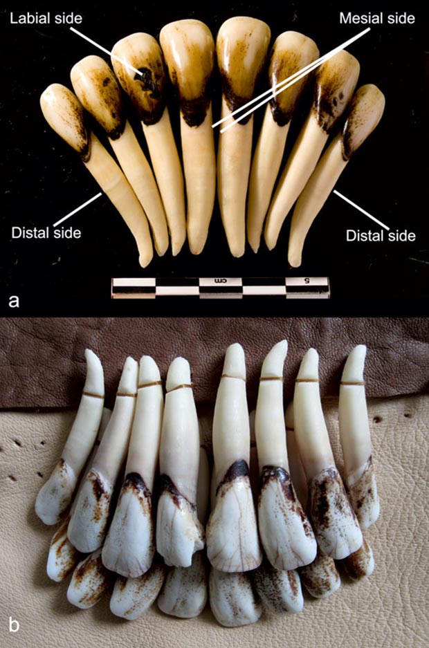 Elk teeth discovered in the burials that were used for pendants as noise and rhythm-forming musical instruments. Credit: Tom Björklund / Cambridge Archaeological Journal, 2021