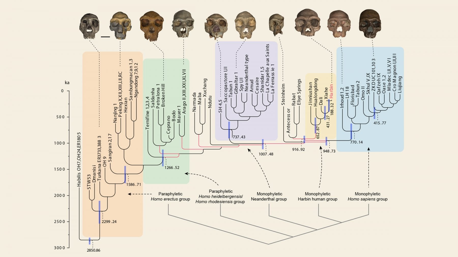 Latest version of the human family tree including the skull of the Dragon Man from the city of Harbin. Credit: Ni et al. 