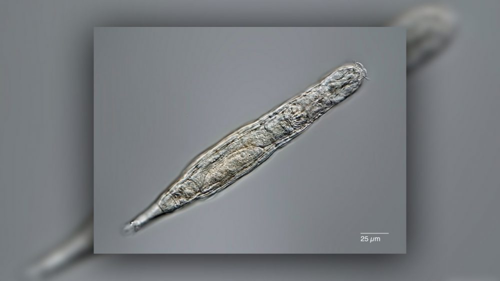 Living bdelloid rotifers that were discovered in 24,000-year-old samples from the permafrost. Credit: Stas Malavin et al. / Current Biology, 2021