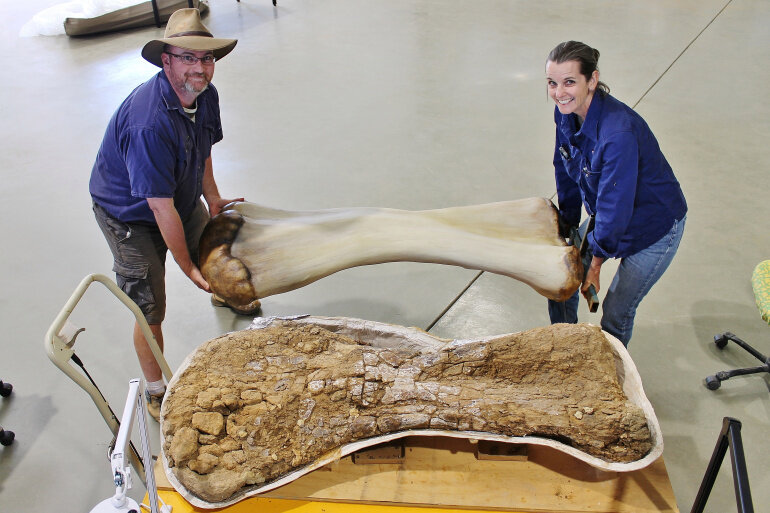 Paleontologists with a 3D reconstruction of the bone of the biggest dinosaur in Australia. Credit: Eromanga Natural History Museum/Handout via Reuters