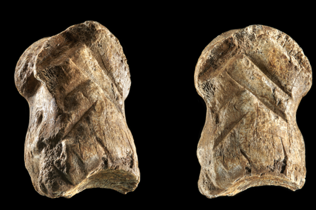 Somewhere around 51,000 years ago, Neanthertals carved geometric figures resembling chevrons into this giant deer toe. Credit: V. Minkus / NLD