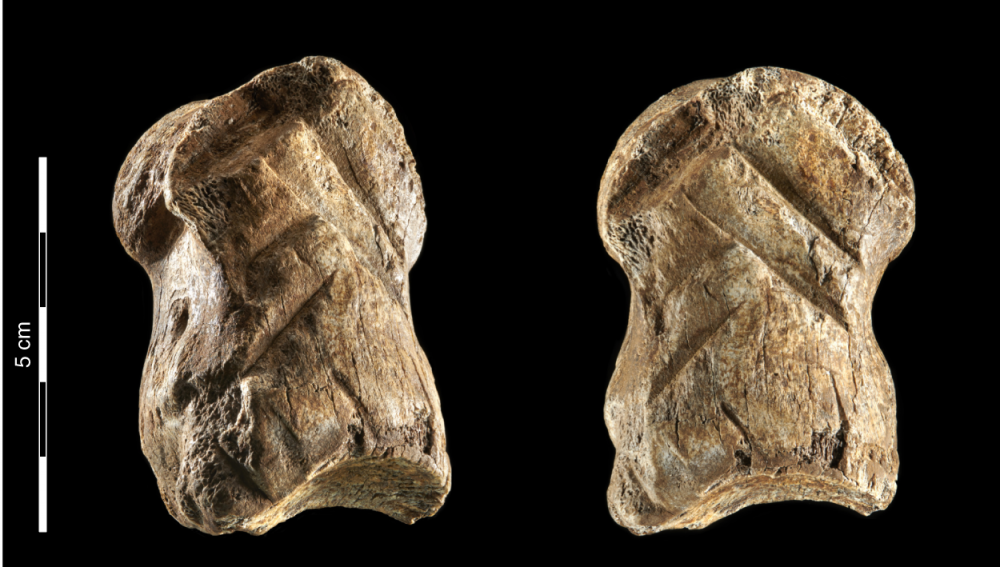 Somewhere around 51,000 years ago, Neanthertals carved geometric figures resembling chevrons into this giant deer toe. Credit: V. Minkus / NLD