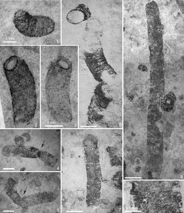 Imprints of Pararenicola huaiyuanensis , either a worm-like animal, or algae from the Precambrian. Credit: Dong et al. / Palaeogeography, Palaeoclimatology, Palaeoecology, 2008