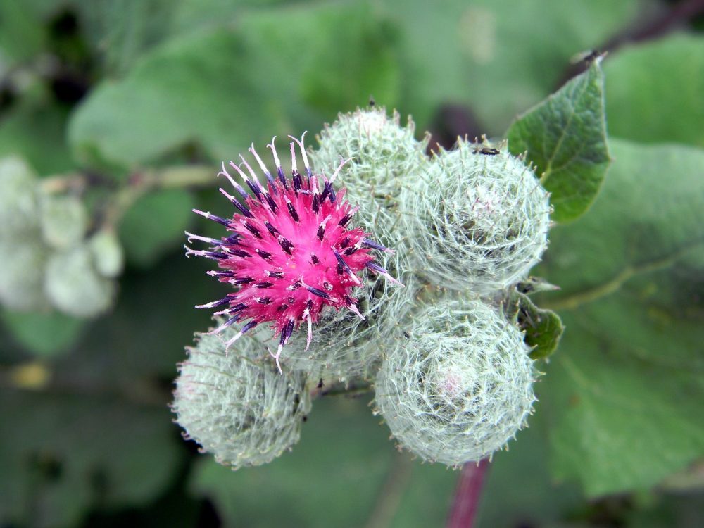 Burdock was used for a variety of medical conditions due to its powerful properties. Credit: Pixabay