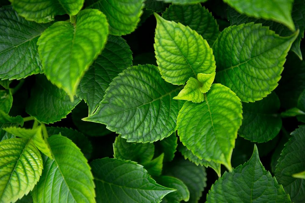 How often do you use mint in your daily life today? Credit: Jumpstory
